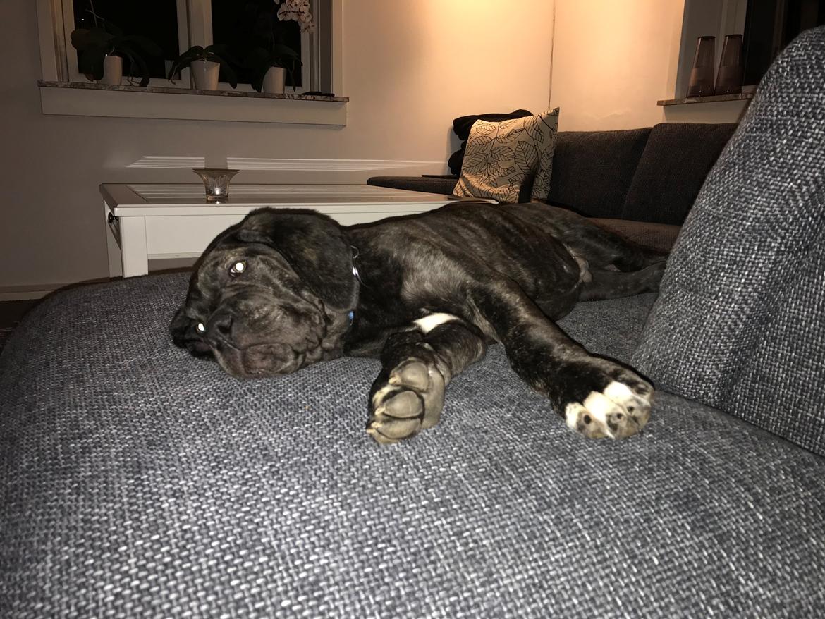 Cane corso Harley-R.I.P billede 6