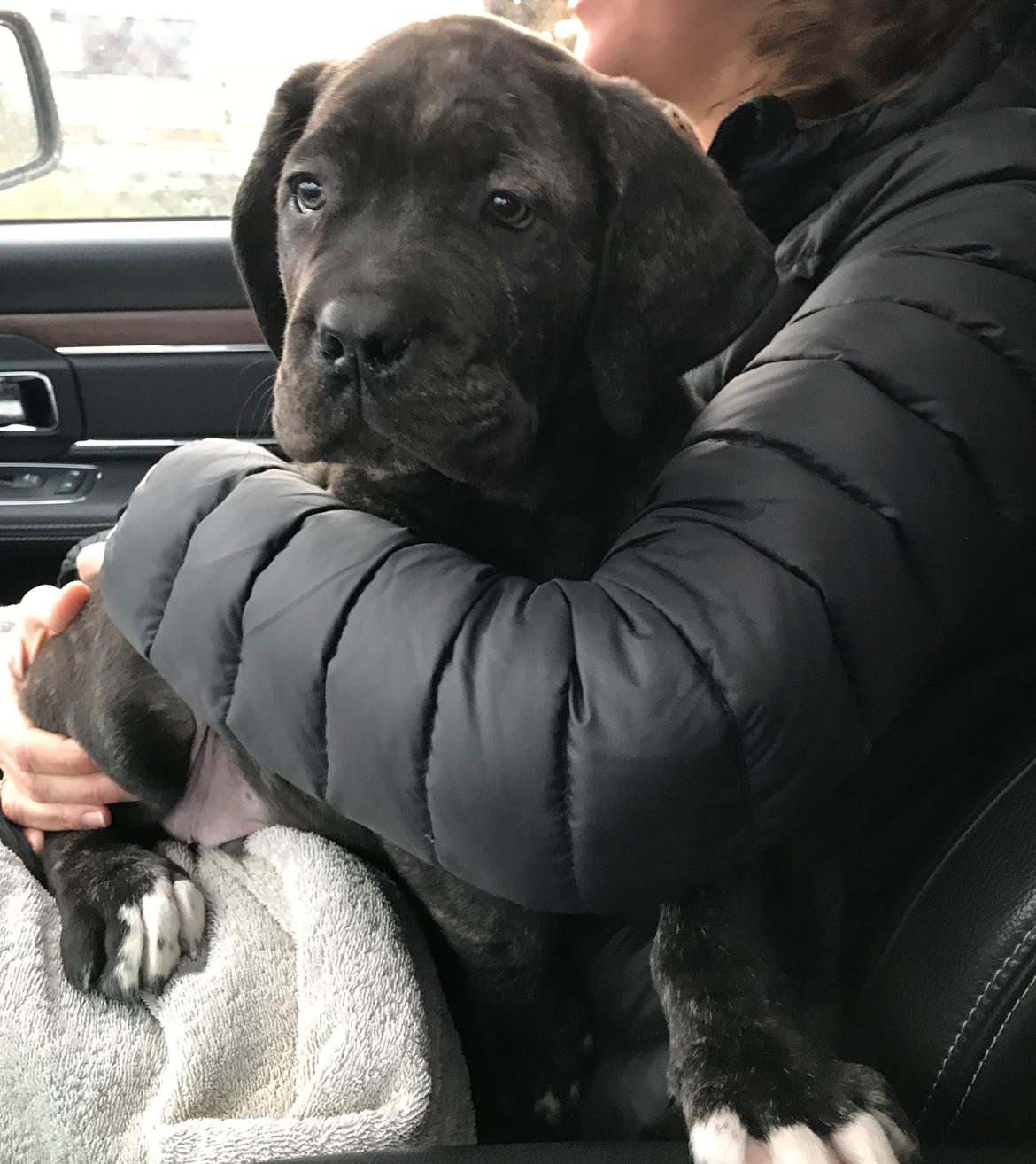 Cane corso Harley-R.I.P billede 5