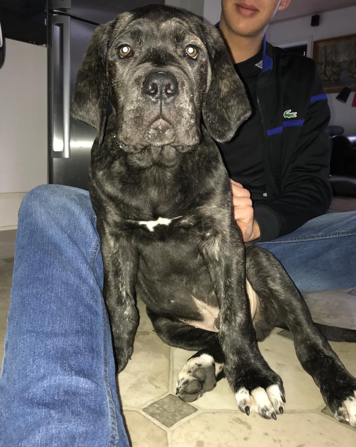 Cane corso Harley-R.I.P billede 8