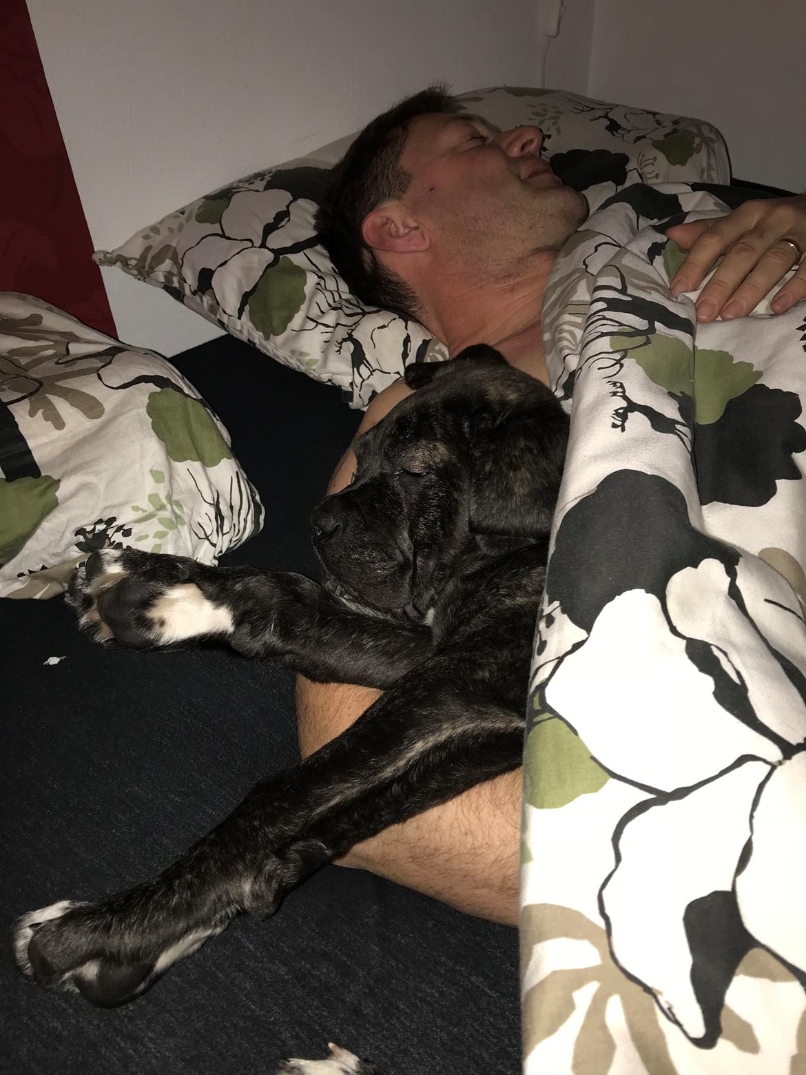 Cane corso Harley-R.I.P billede 9