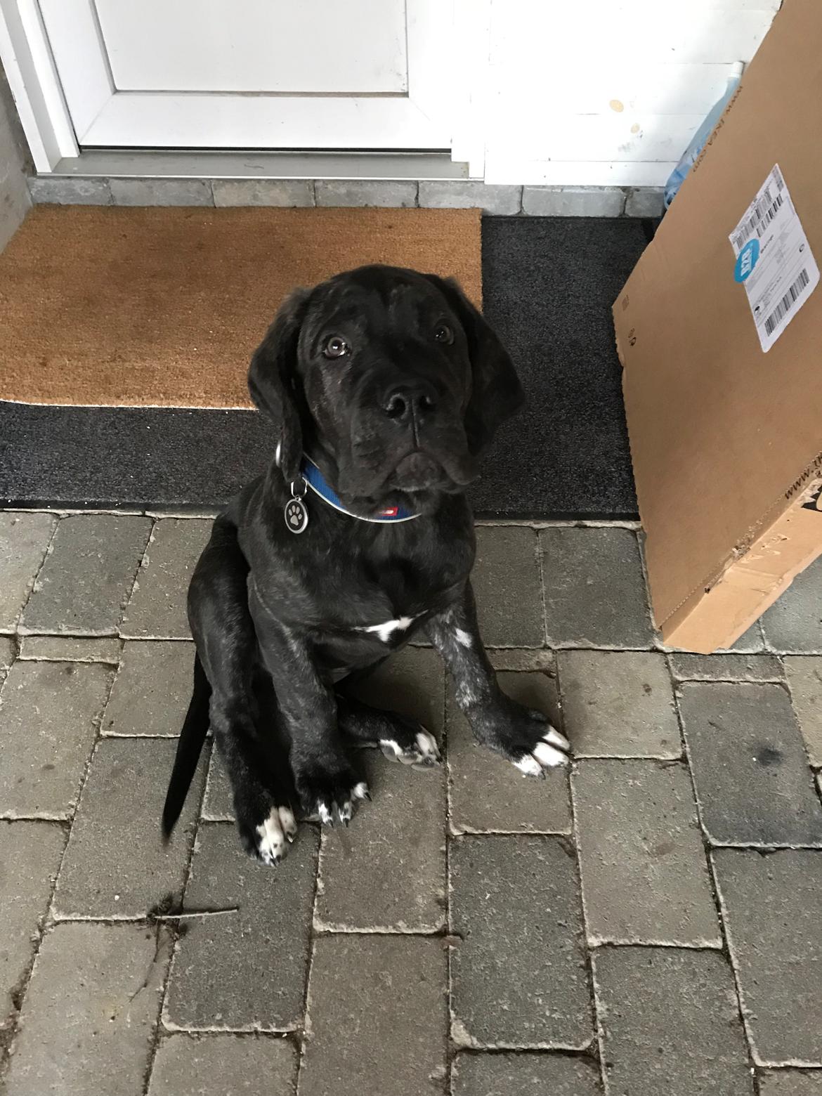 Cane corso Harley-R.I.P billede 10