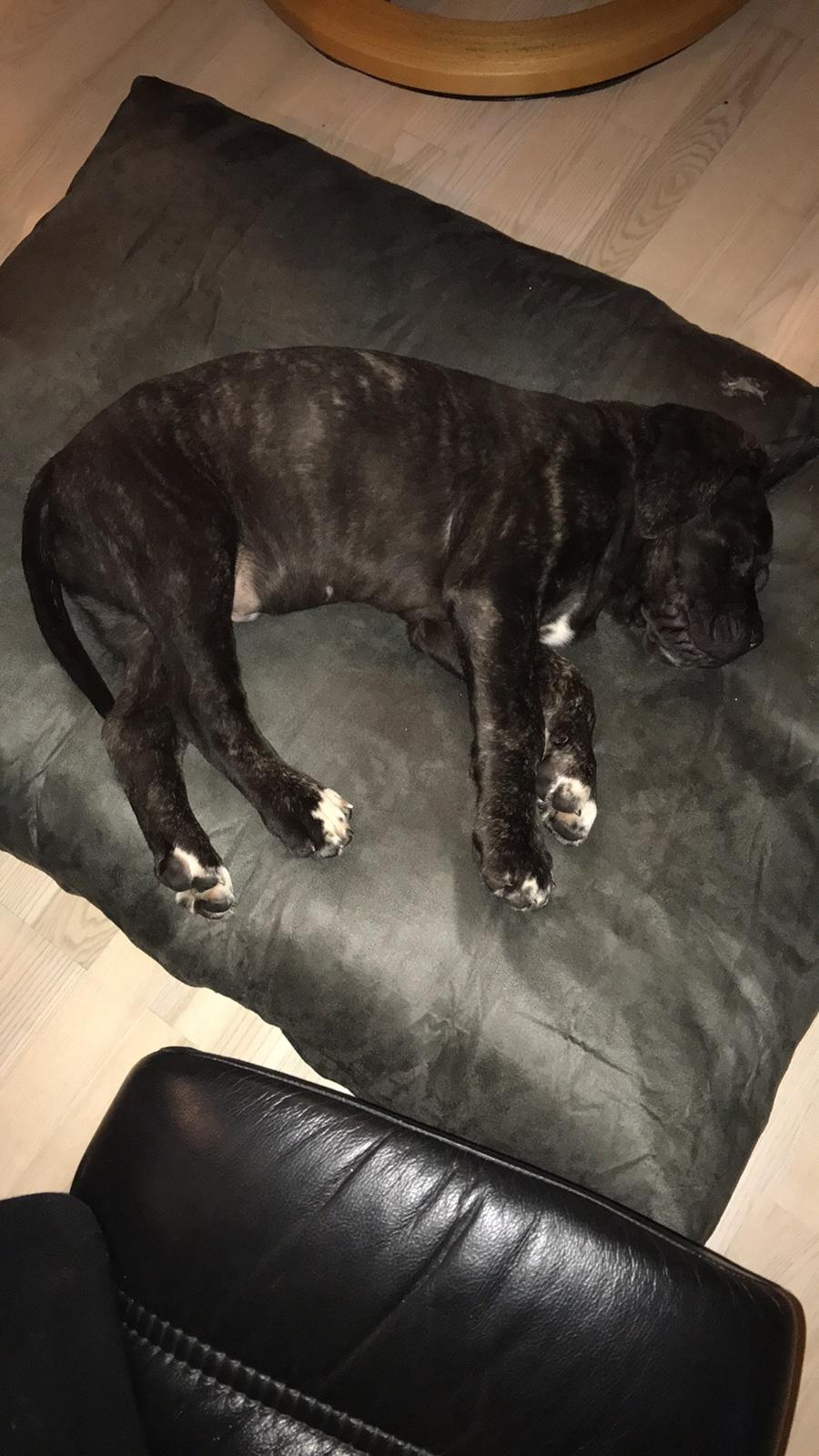 Cane corso Harley-R.I.P billede 7