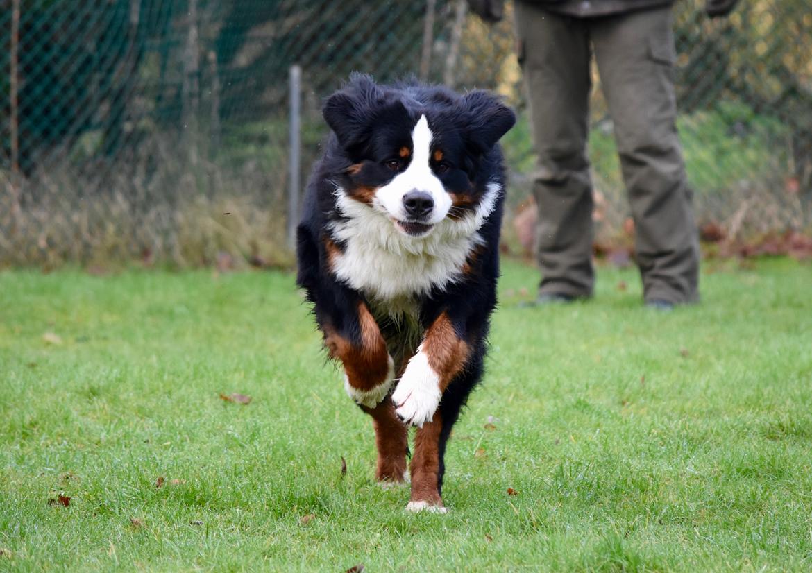 Berner sennenhund Lady Xiera's Teddy Bear (Leopold)  billede 8