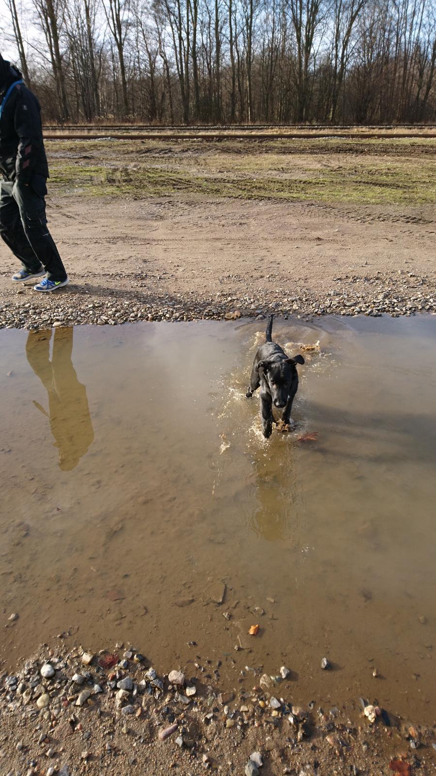 Blanding af racer Jørn  billede 7