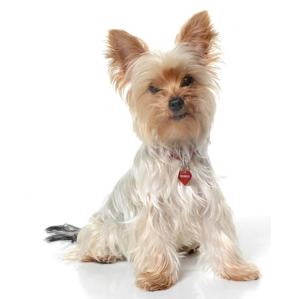 Yorkshire terrier Freja  billede 5
