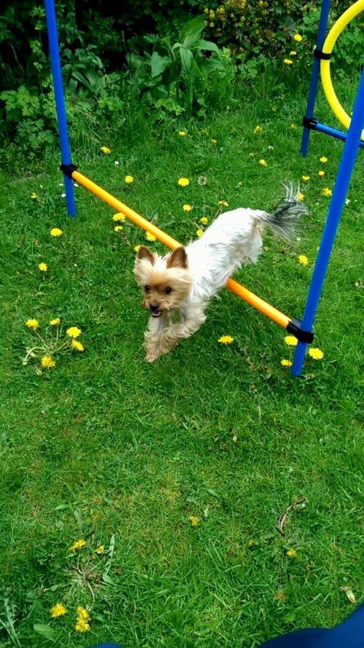 Yorkshire terrier Freja  billede 4