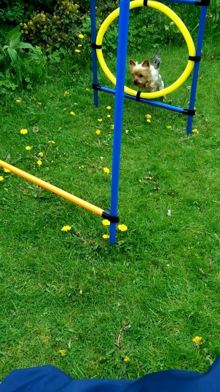 Yorkshire terrier Freja  billede 6