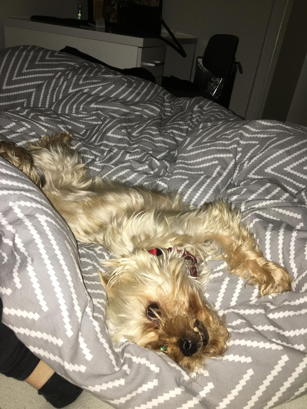 Yorkshire terrier Freja  billede 8