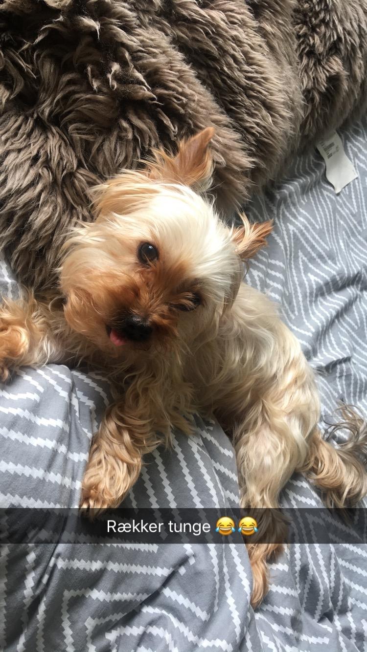 Yorkshire terrier Freja  billede 11