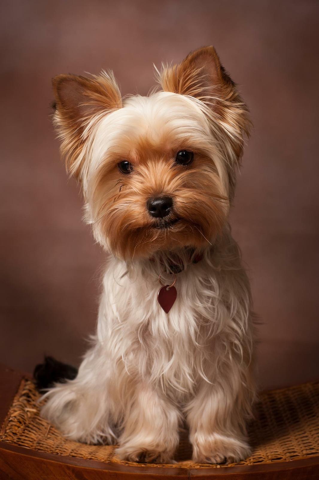 Yorkshire terrier Freja  billede 1