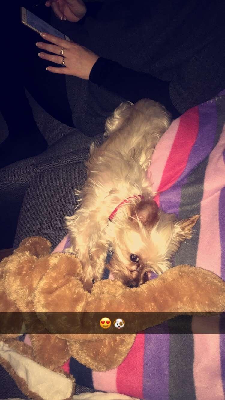 Yorkshire terrier Freja  billede 10