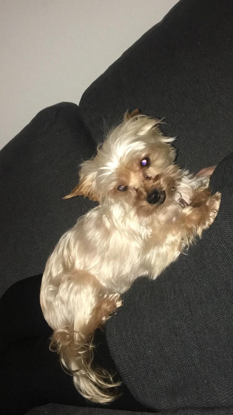 Yorkshire terrier Freja  billede 7