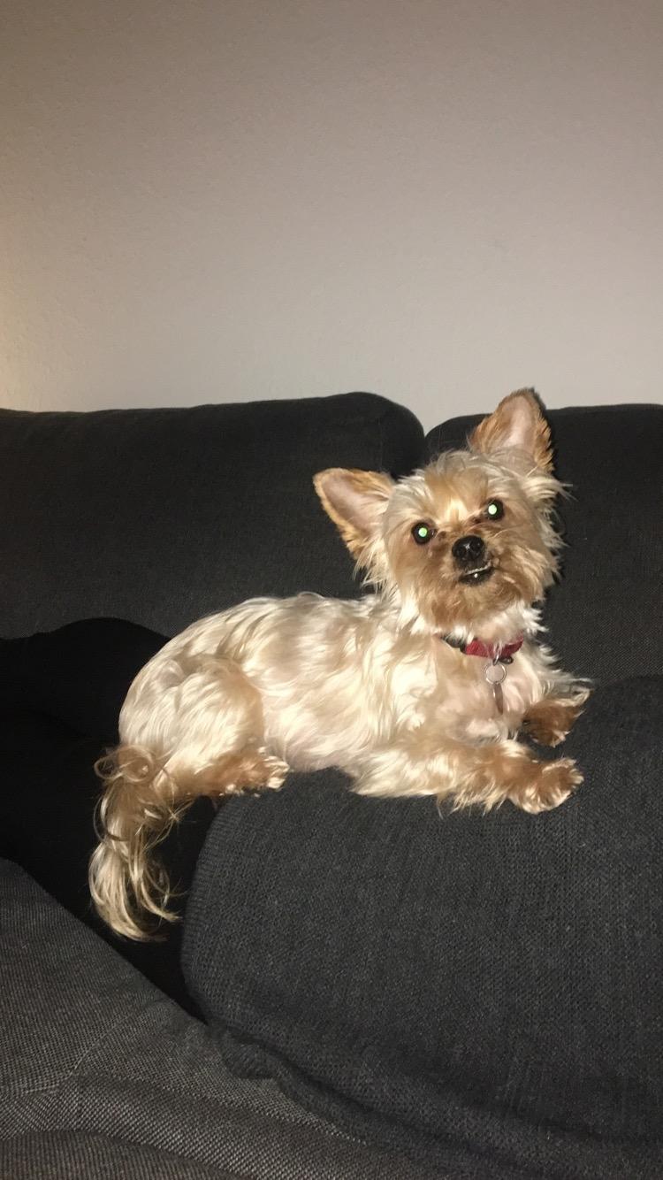 Yorkshire terrier Freja  billede 3