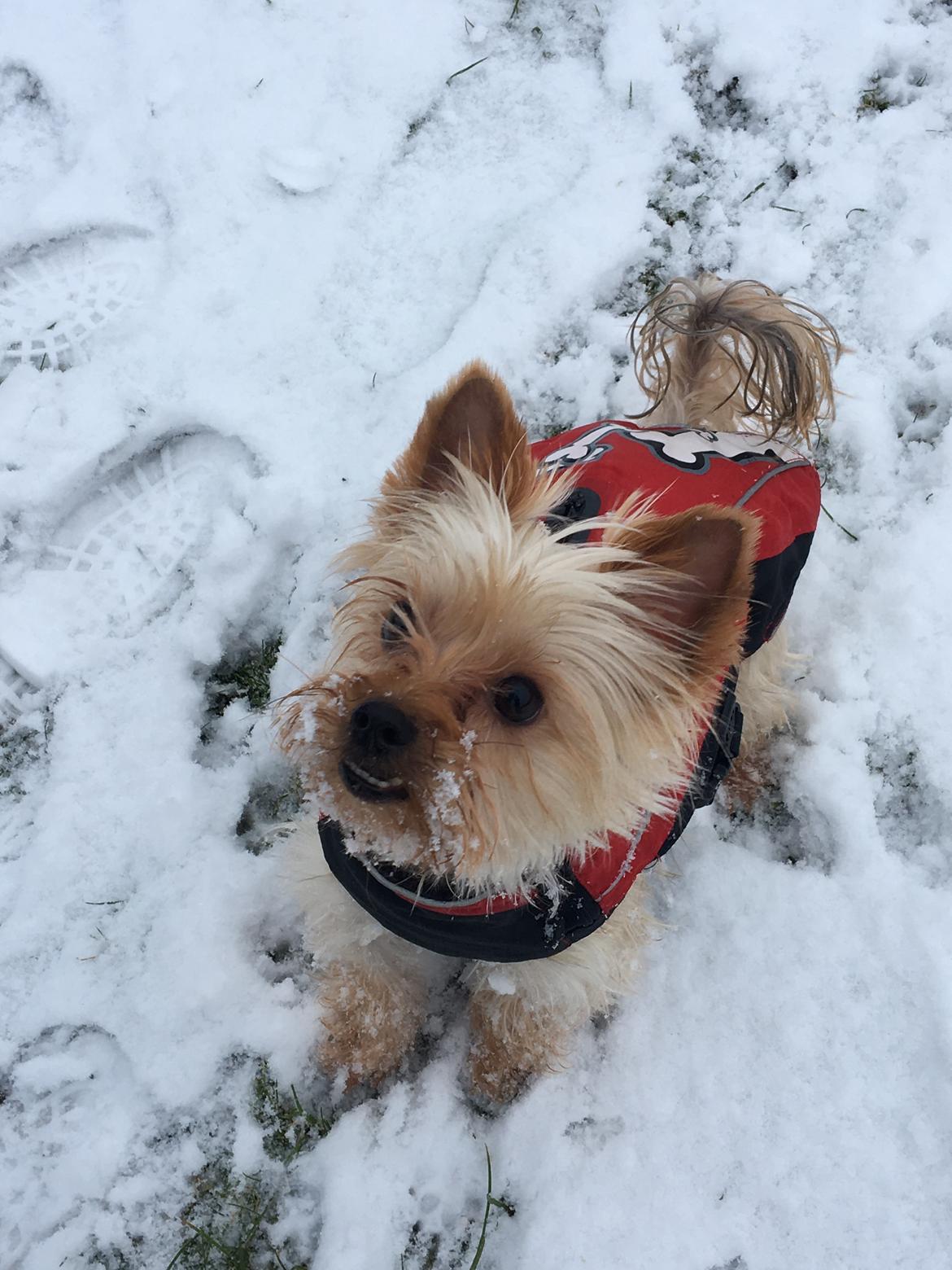Yorkshire terrier Freja  billede 9