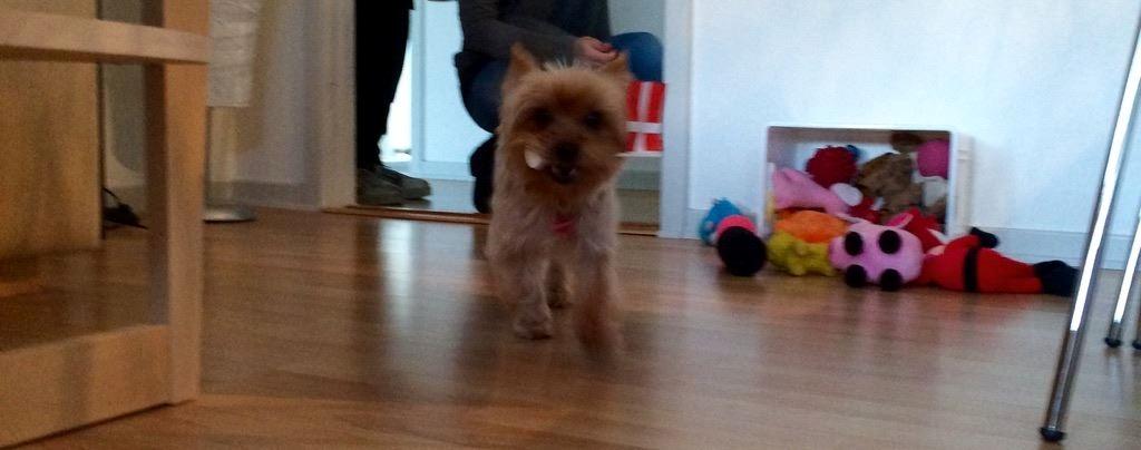 Yorkshire terrier Freja  billede 2