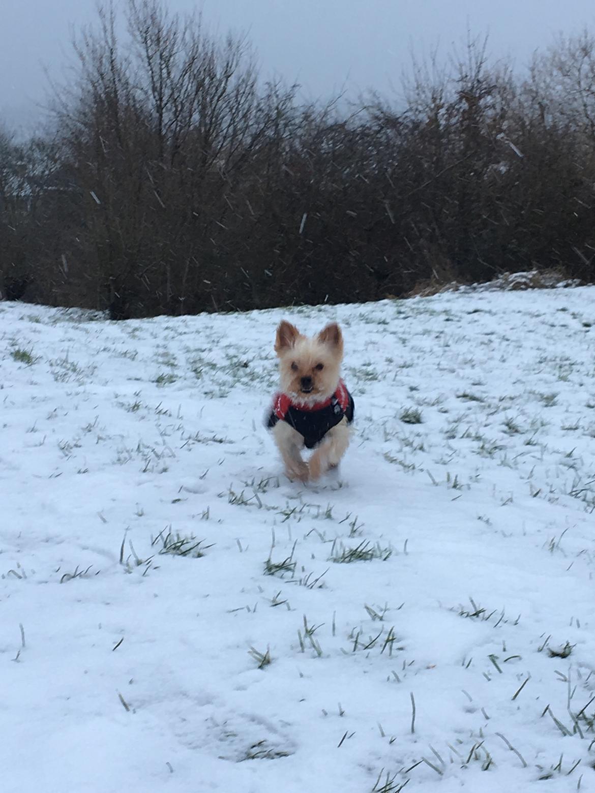 Yorkshire terrier Freja  billede 12