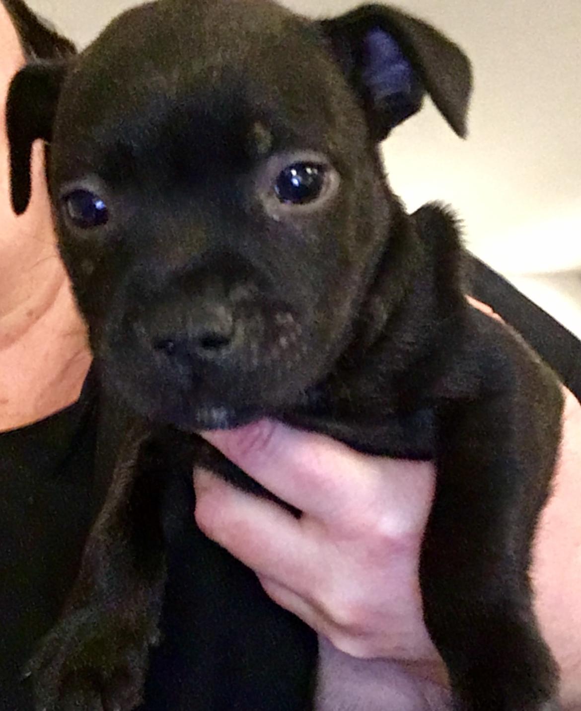 Staffordshire bull terrier Mason billede 9