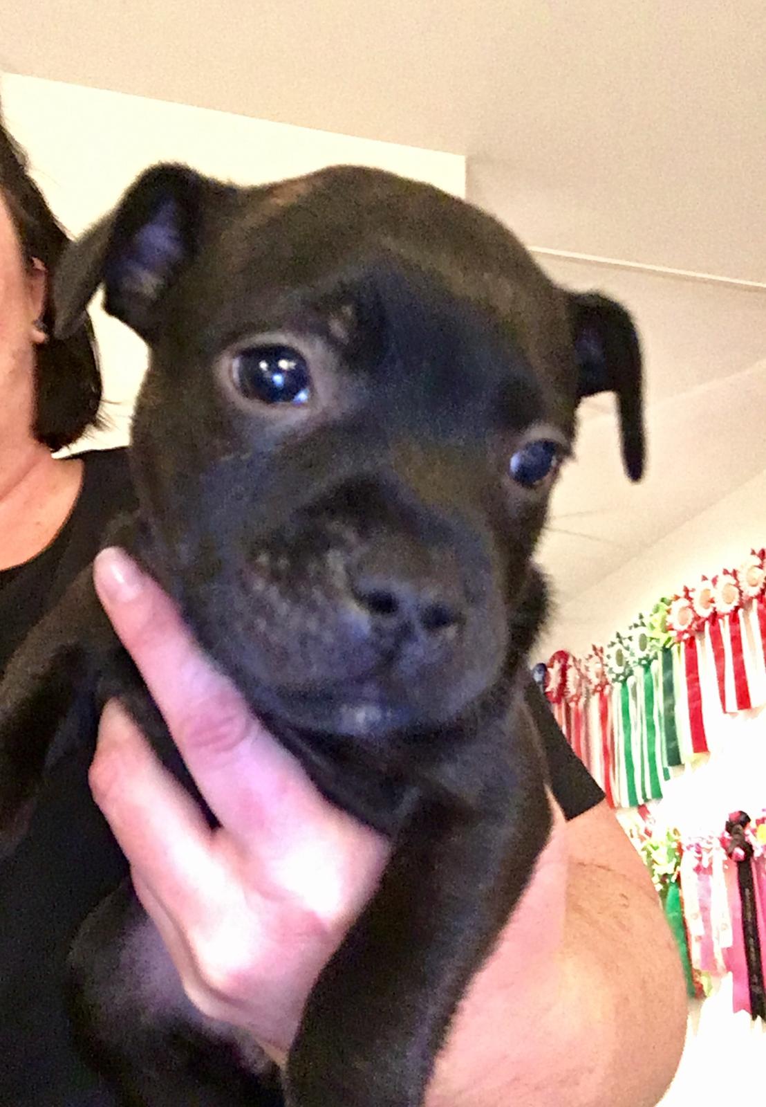 Staffordshire bull terrier Mason billede 8