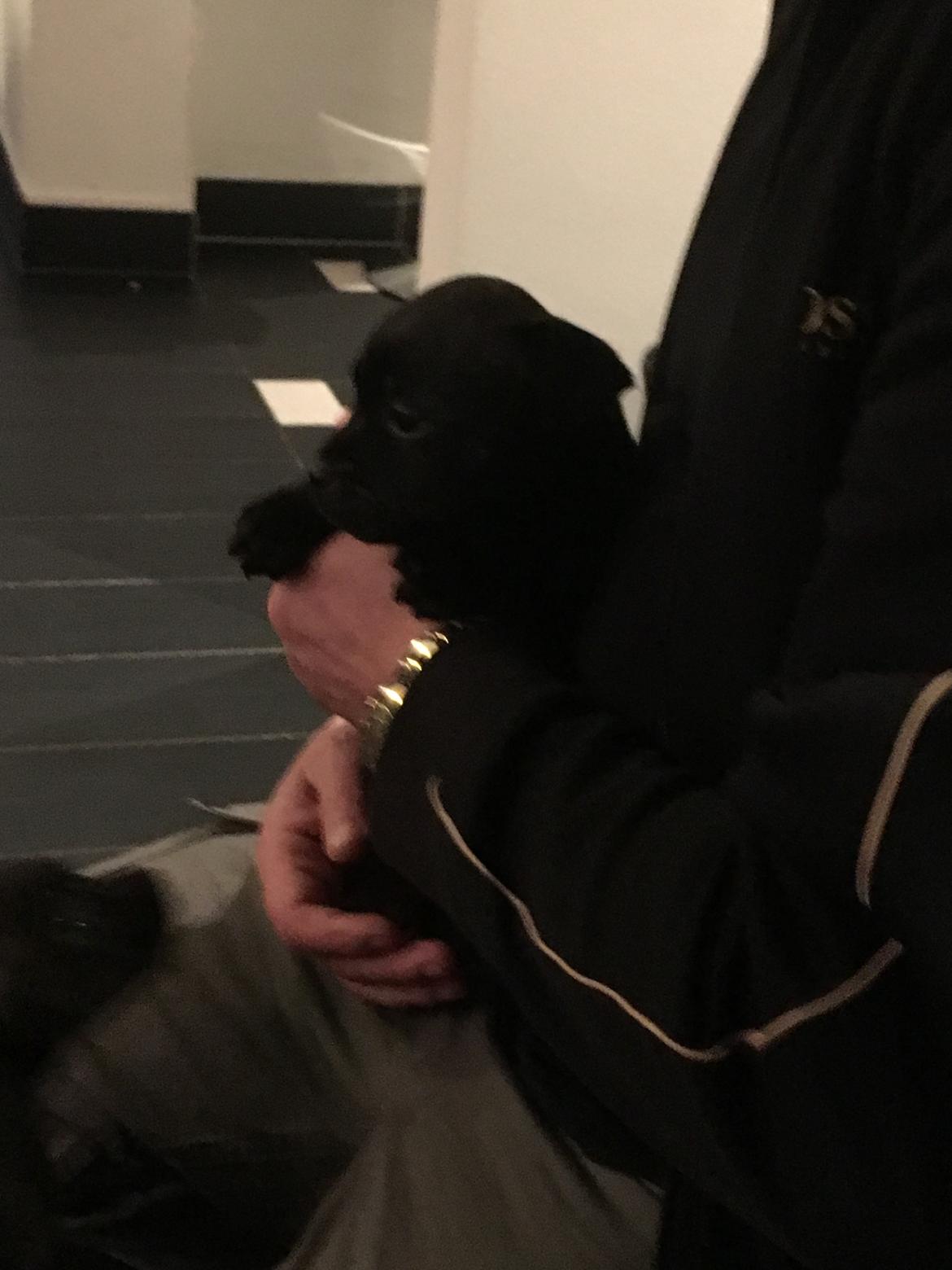 Staffordshire bull terrier Mason billede 10