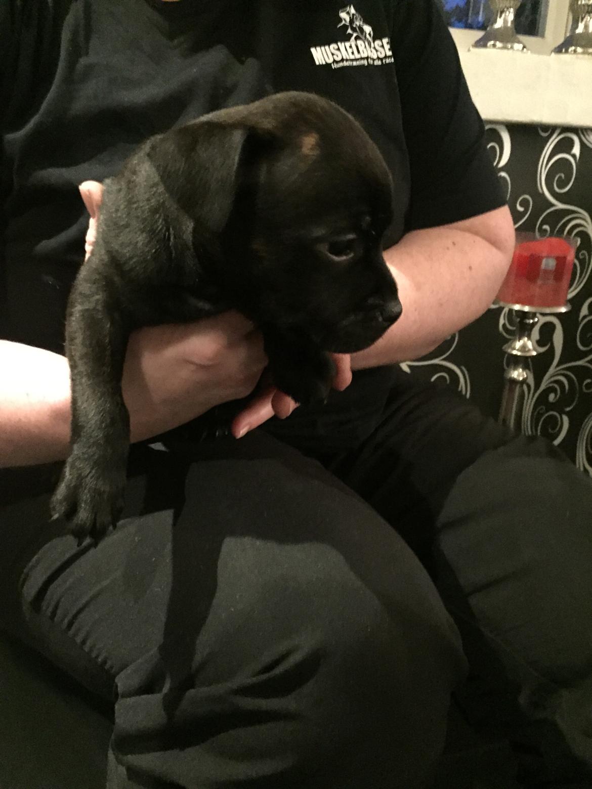 Staffordshire bull terrier Mason billede 11