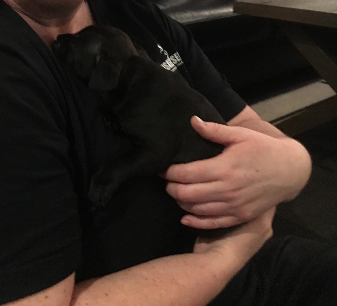 Staffordshire bull terrier Mason billede 13