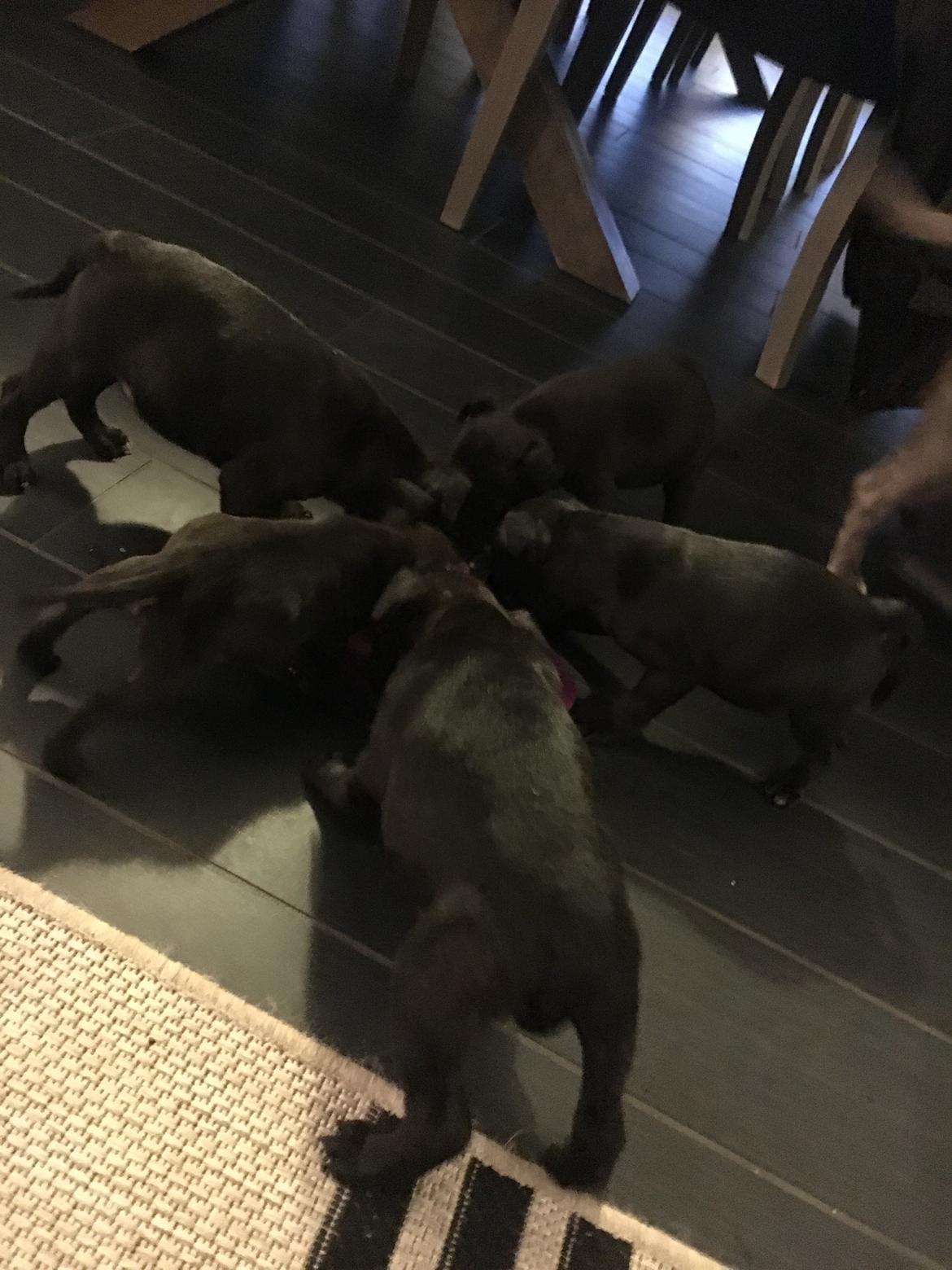 Staffordshire bull terrier Mason billede 12