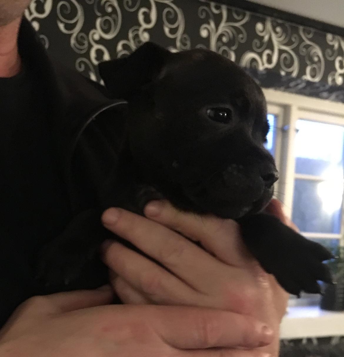 Staffordshire bull terrier Mason billede 14