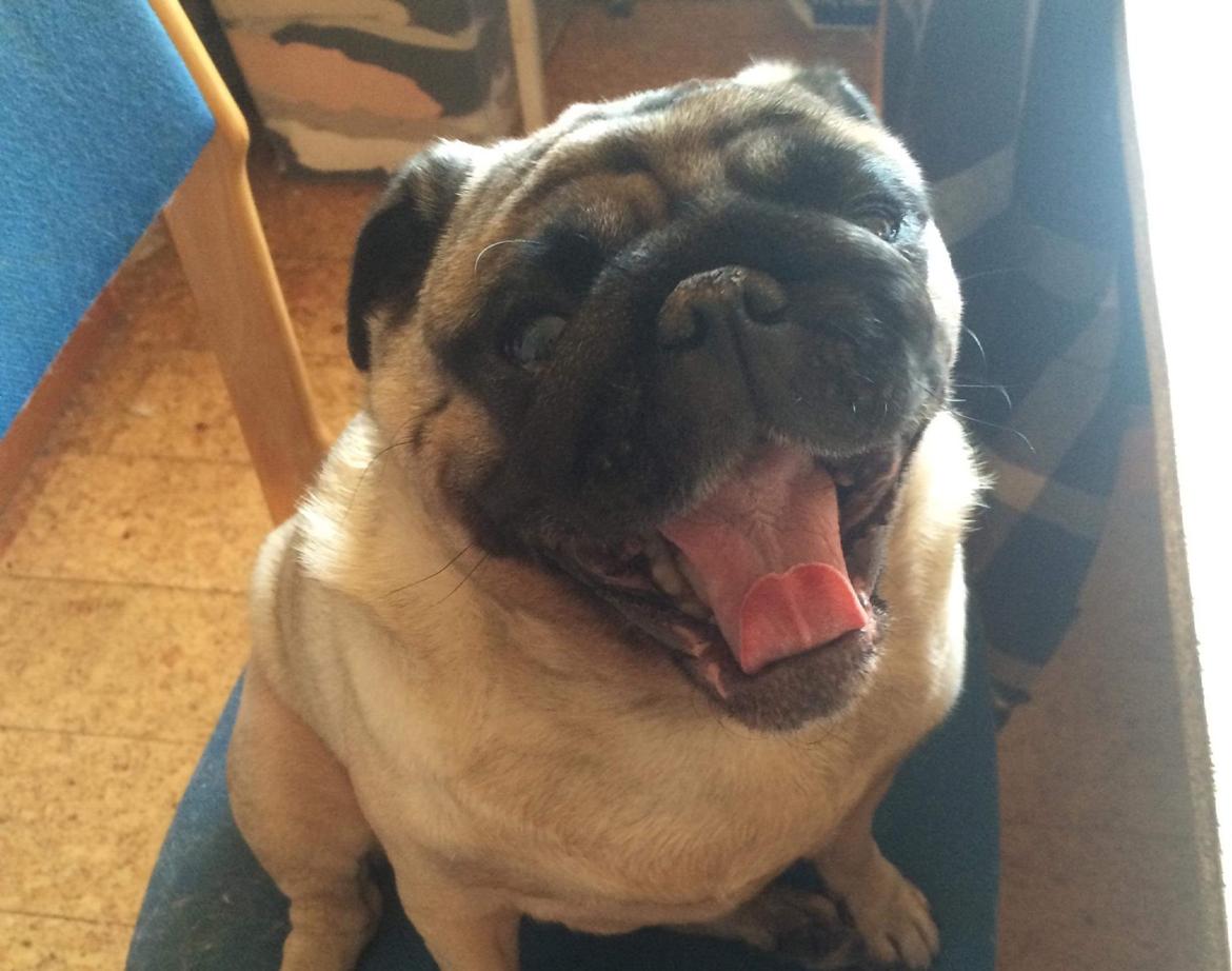 Mops Martha  billede 41