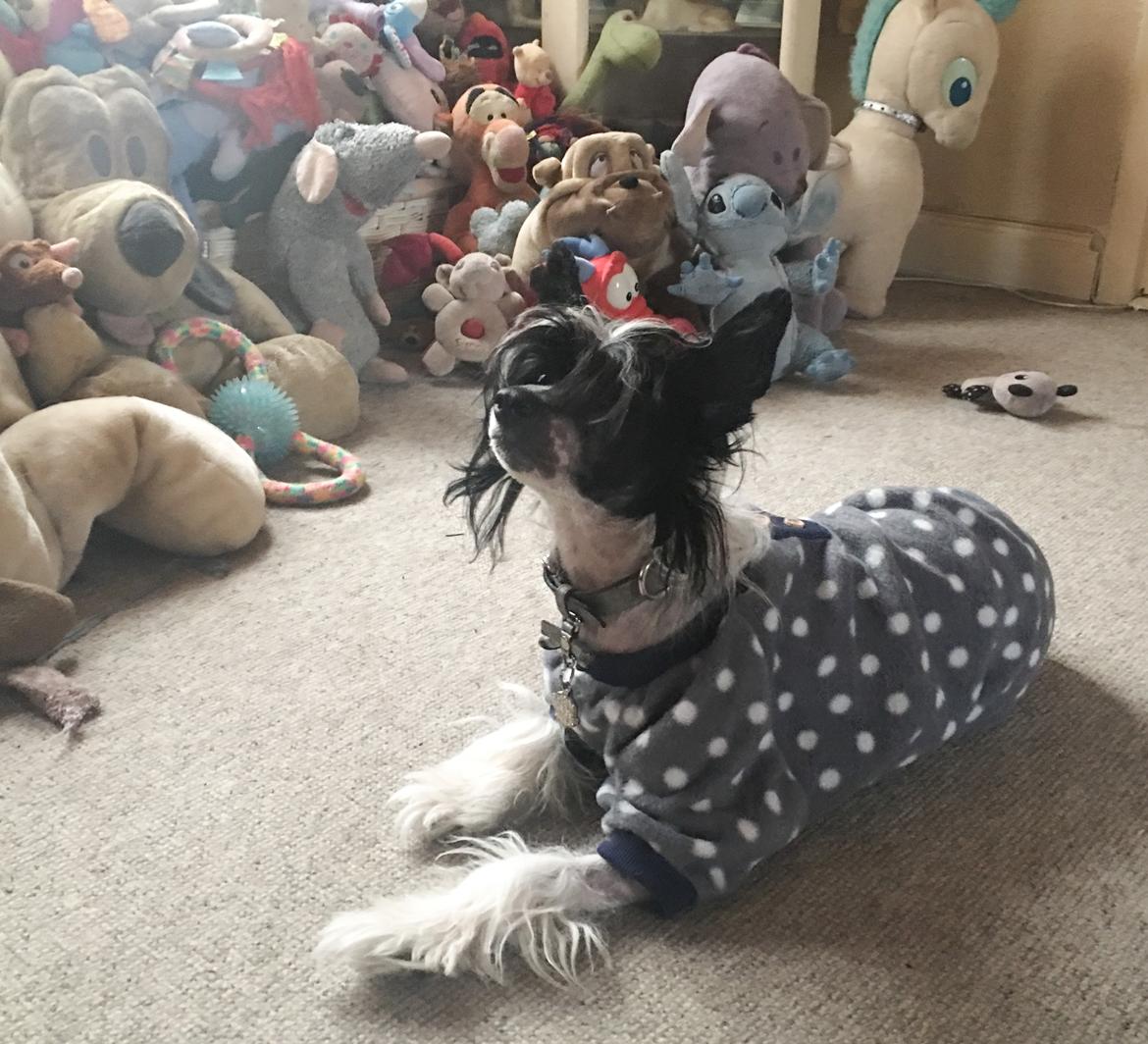 Chinese crested hårløs Jax billede 15