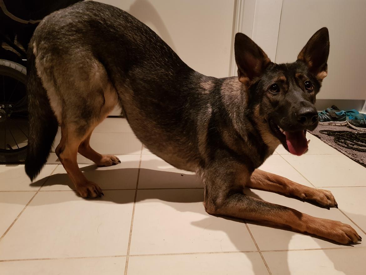 Schæferhund Weedfald Enya billede 18