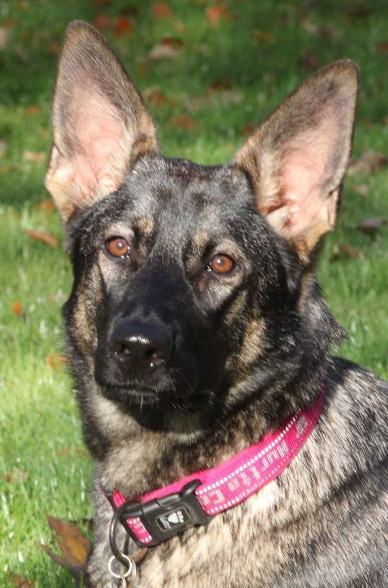 Schæferhund Weedfald Enya billede 19