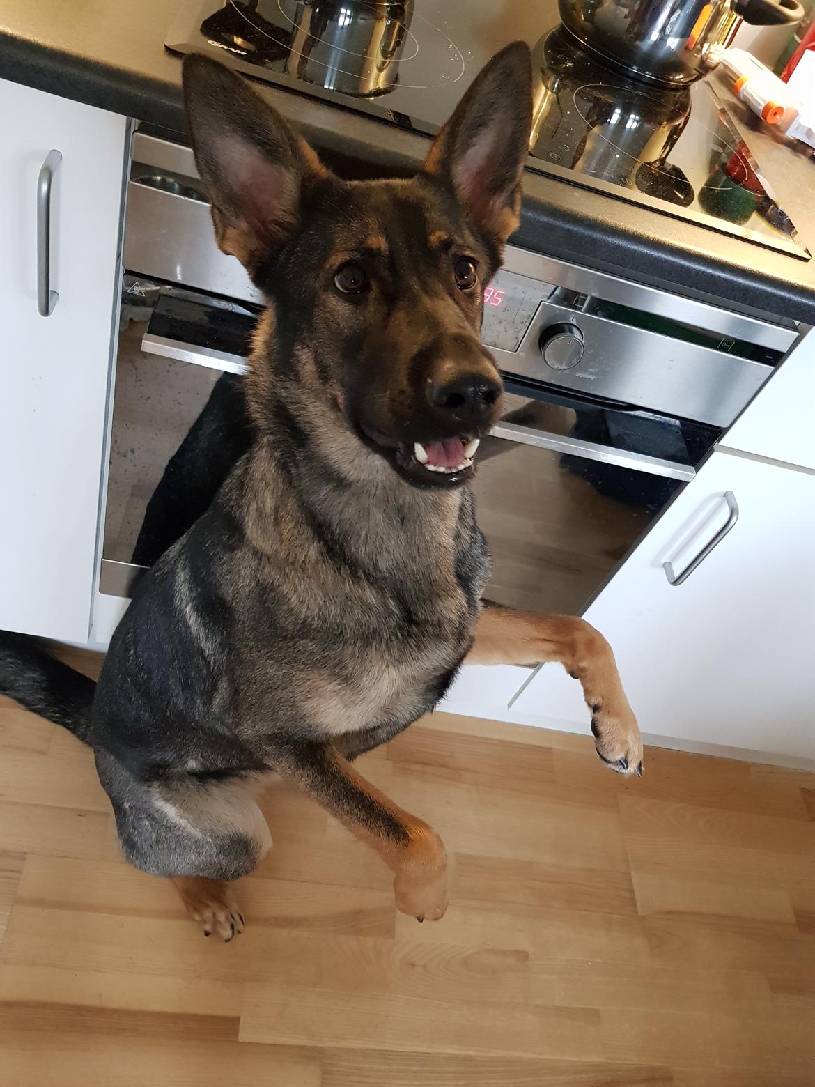 Schæferhund Weedfald Enya billede 20