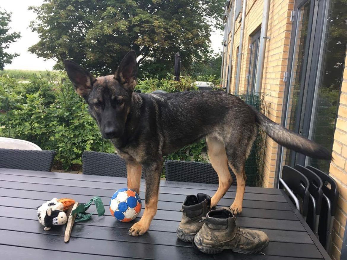 Schæferhund Weedfald Enya billede 21