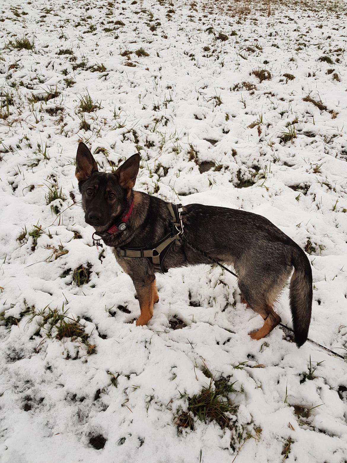 Schæferhund Weedfald Enya billede 22