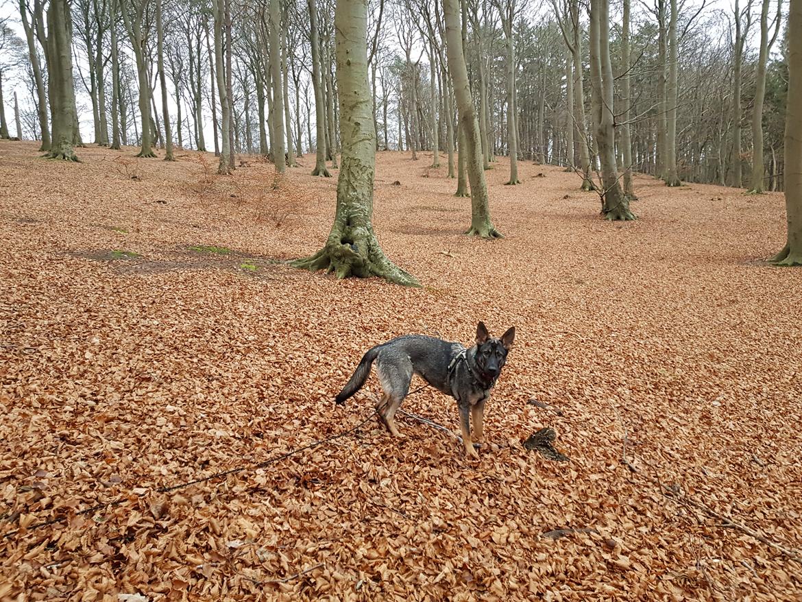 Schæferhund Weedfald Enya billede 23