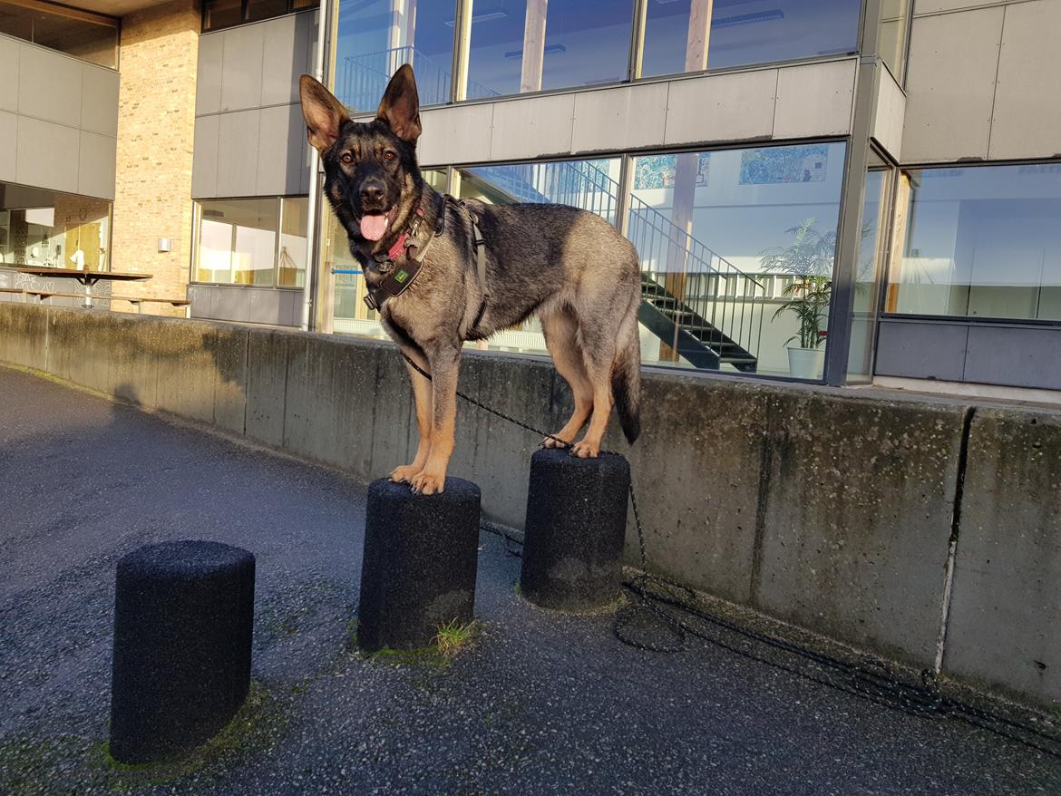 Schæferhund Weedfald Enya billede 24