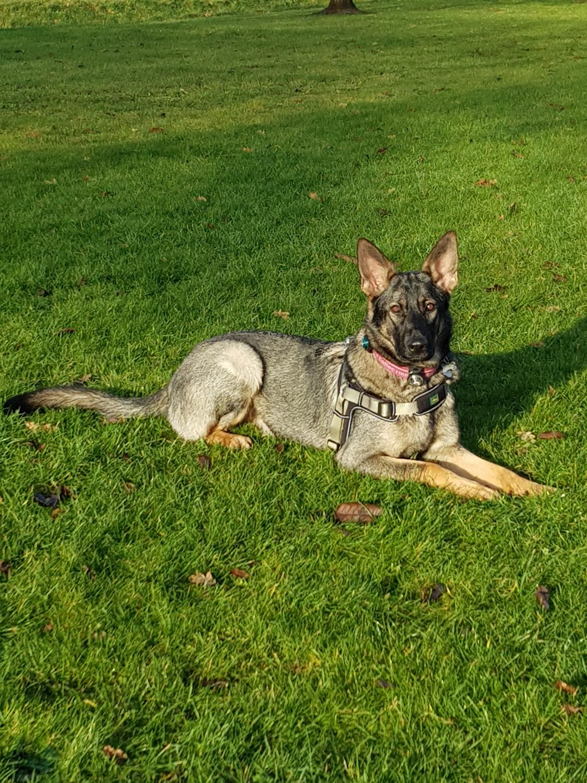 Schæferhund Weedfald Enya billede 33