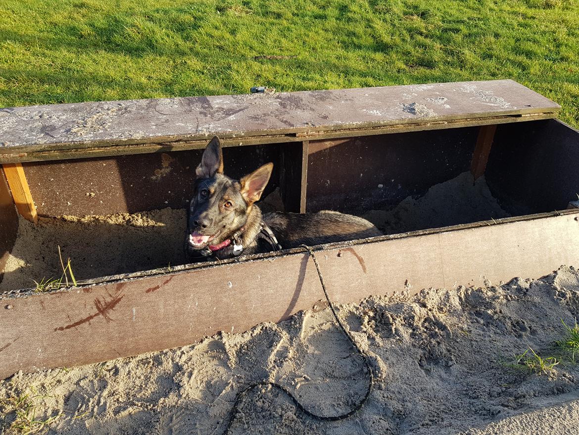 Schæferhund Weedfald Enya billede 26