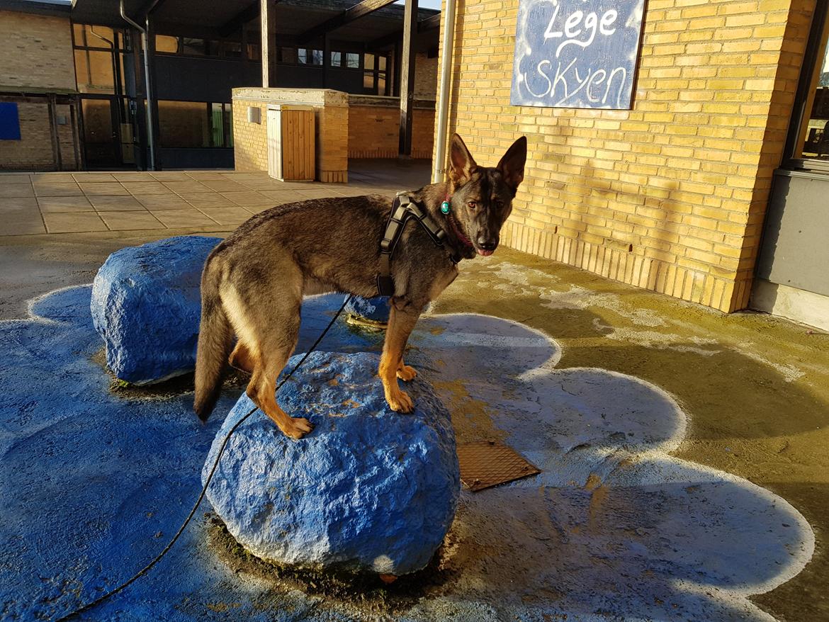 Schæferhund Weedfald Enya billede 25