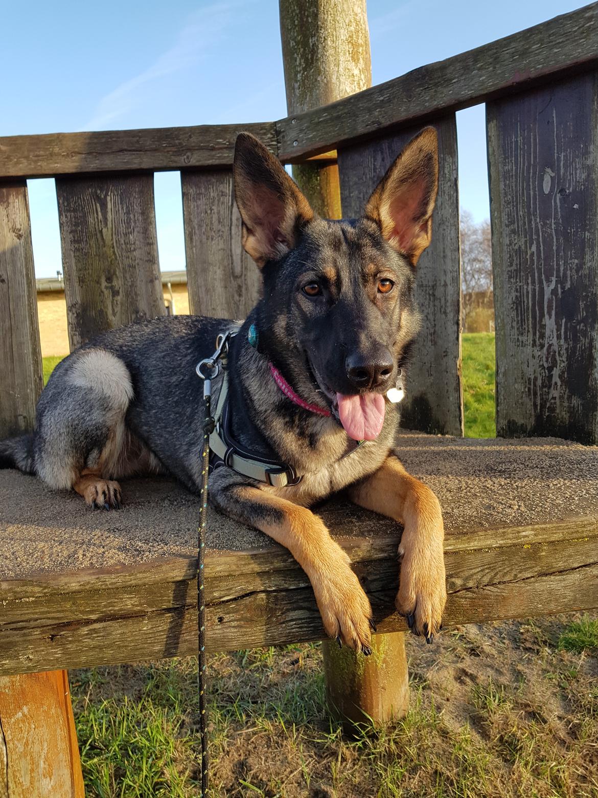 Schæferhund Weedfald Enya billede 1