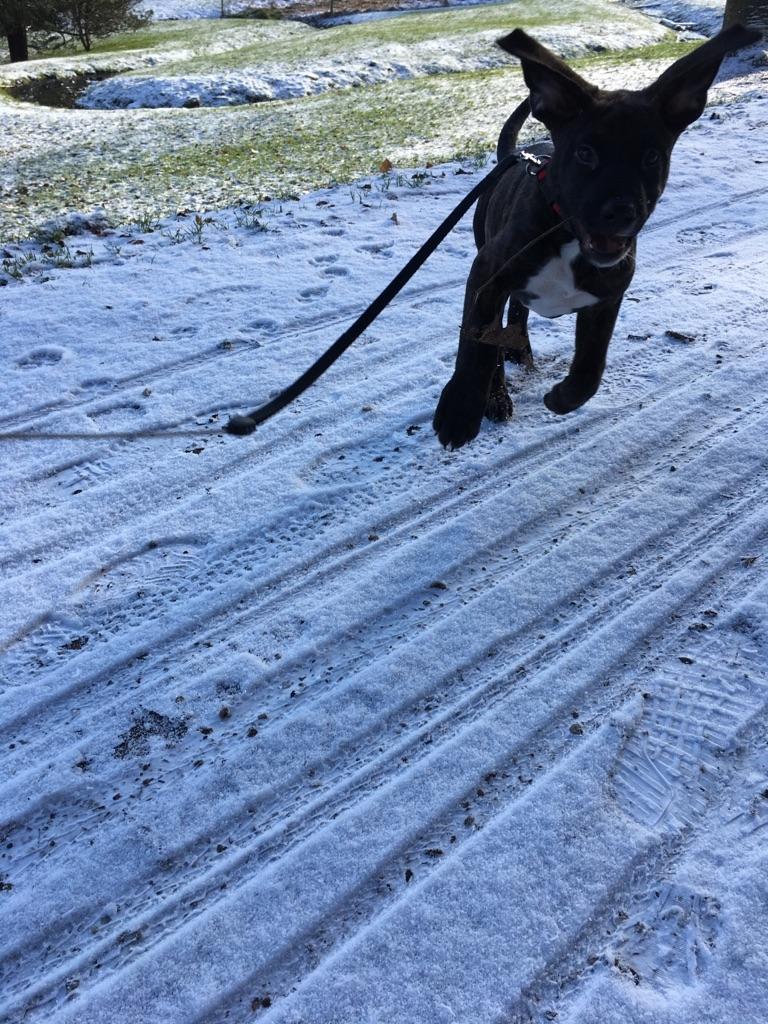 Blanding af racer Presa canario/rotweiller -Bella billede 10