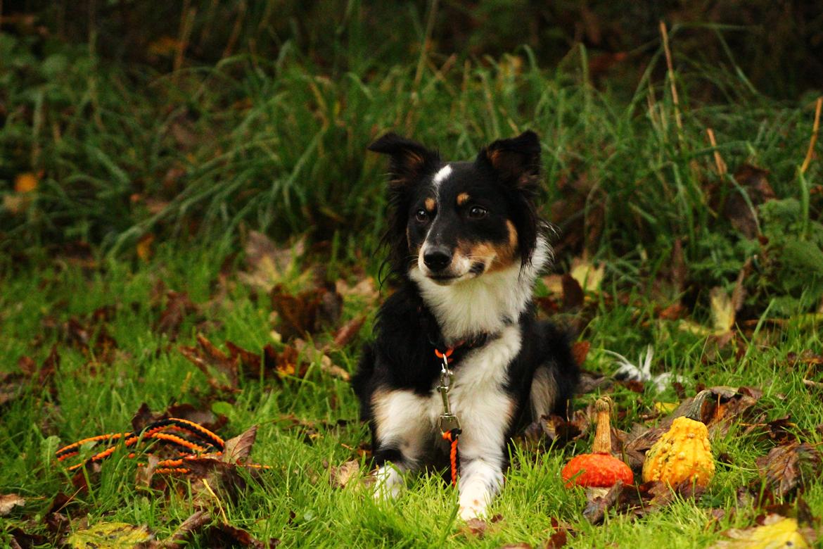 Border collie Peanut billede 18