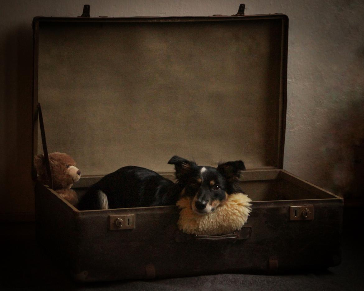 Border collie Peanut billede 4