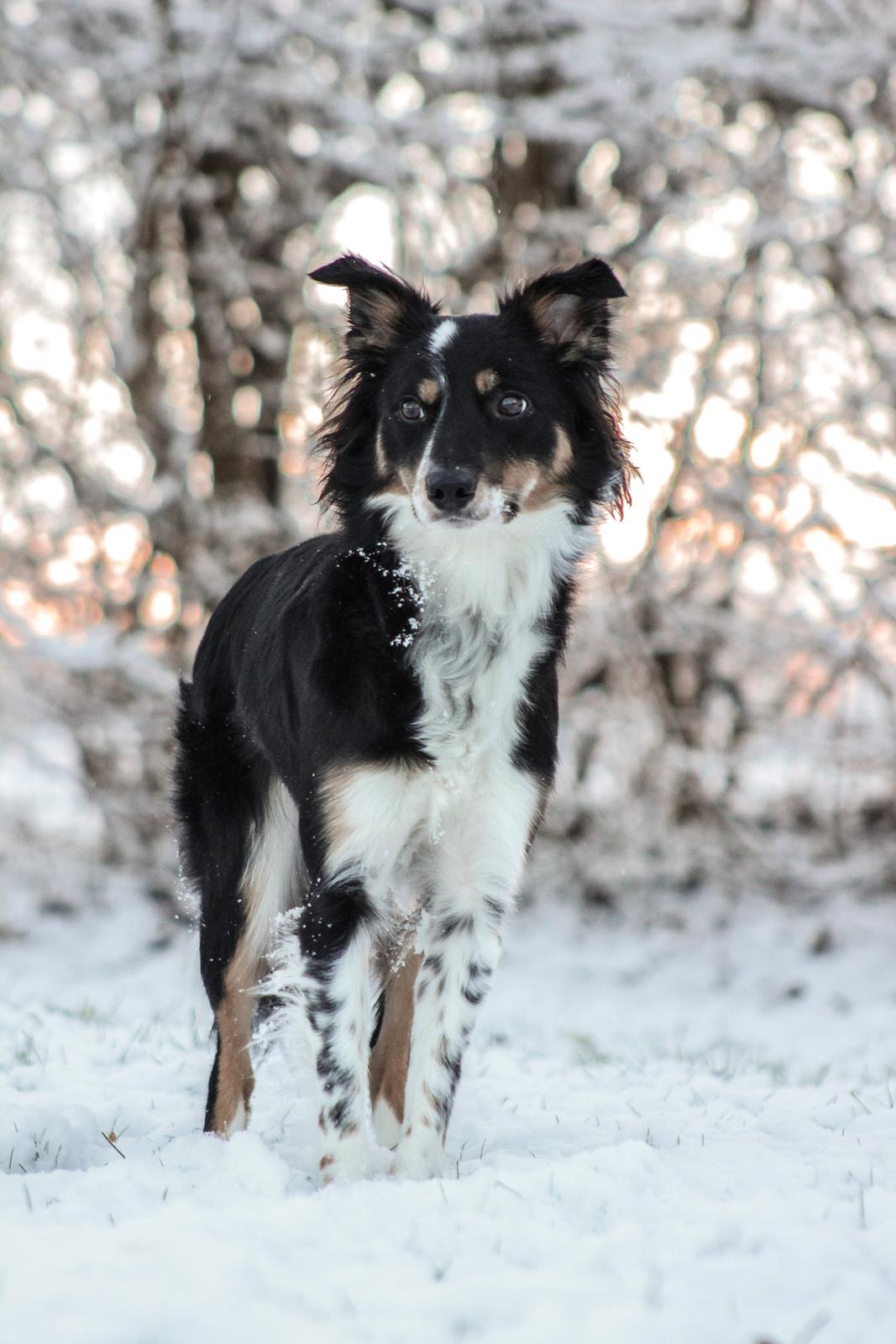 Border collie Peanut billede 19