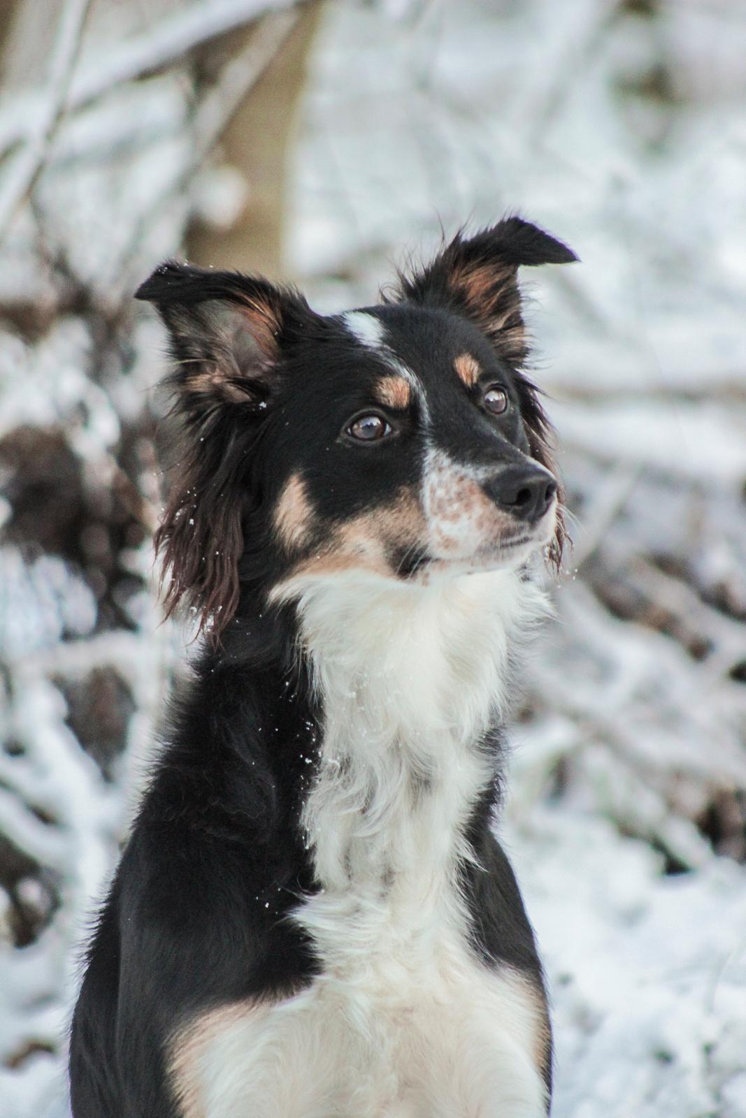 Border collie Peanut billede 1