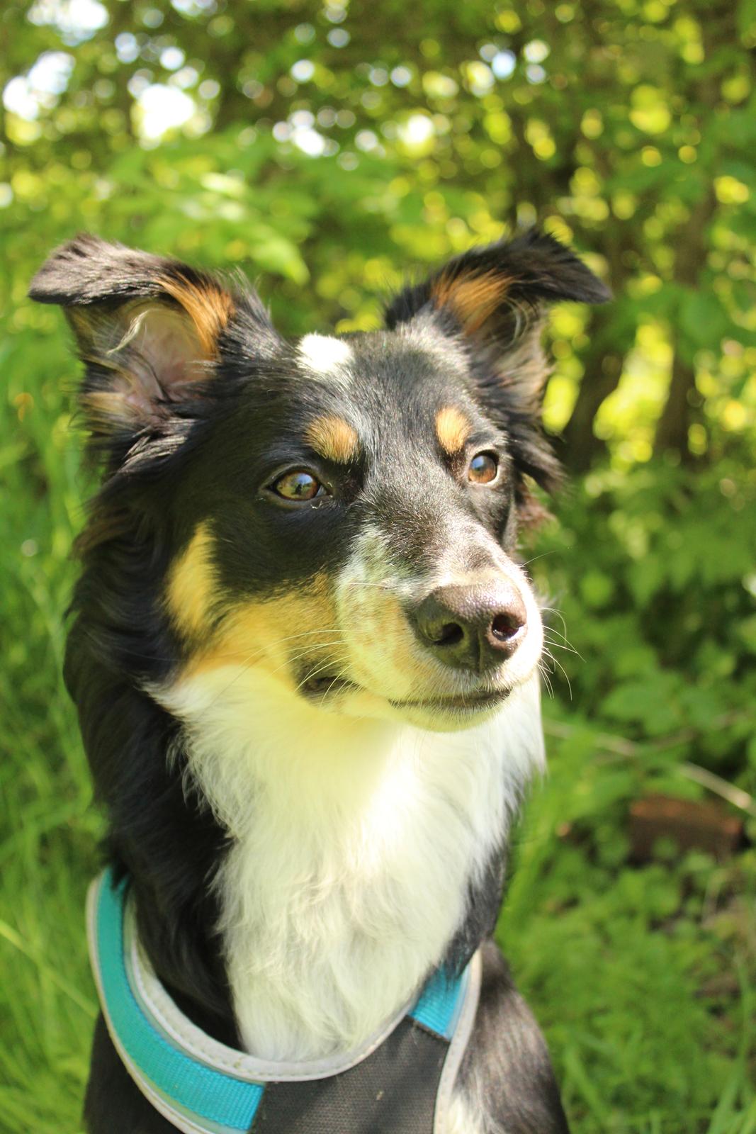 Border collie Peanut billede 21