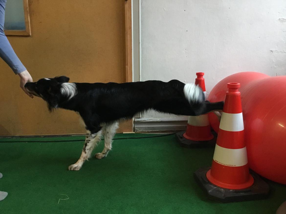 Border collie Peanut billede 22