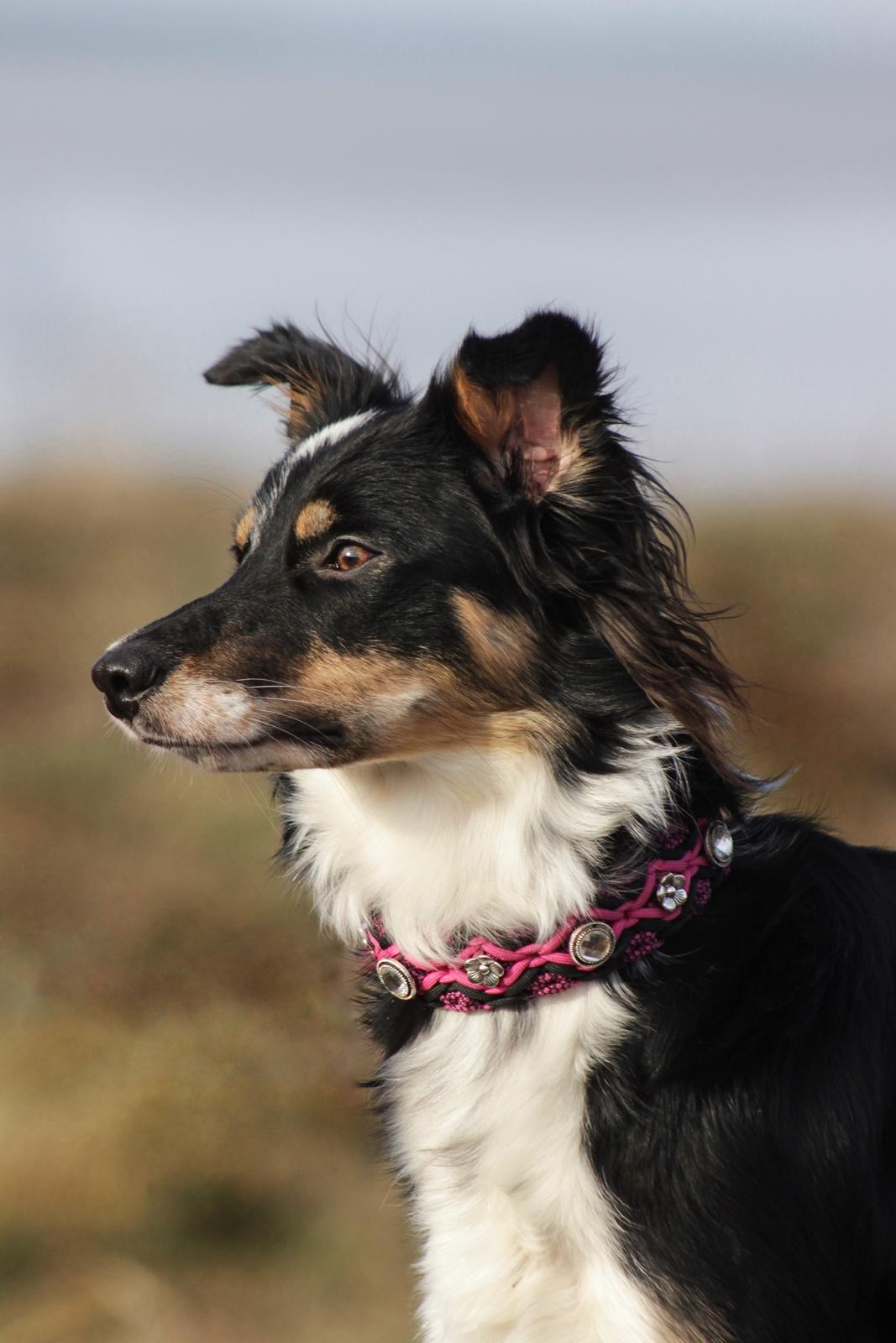 Border collie Peanut billede 23