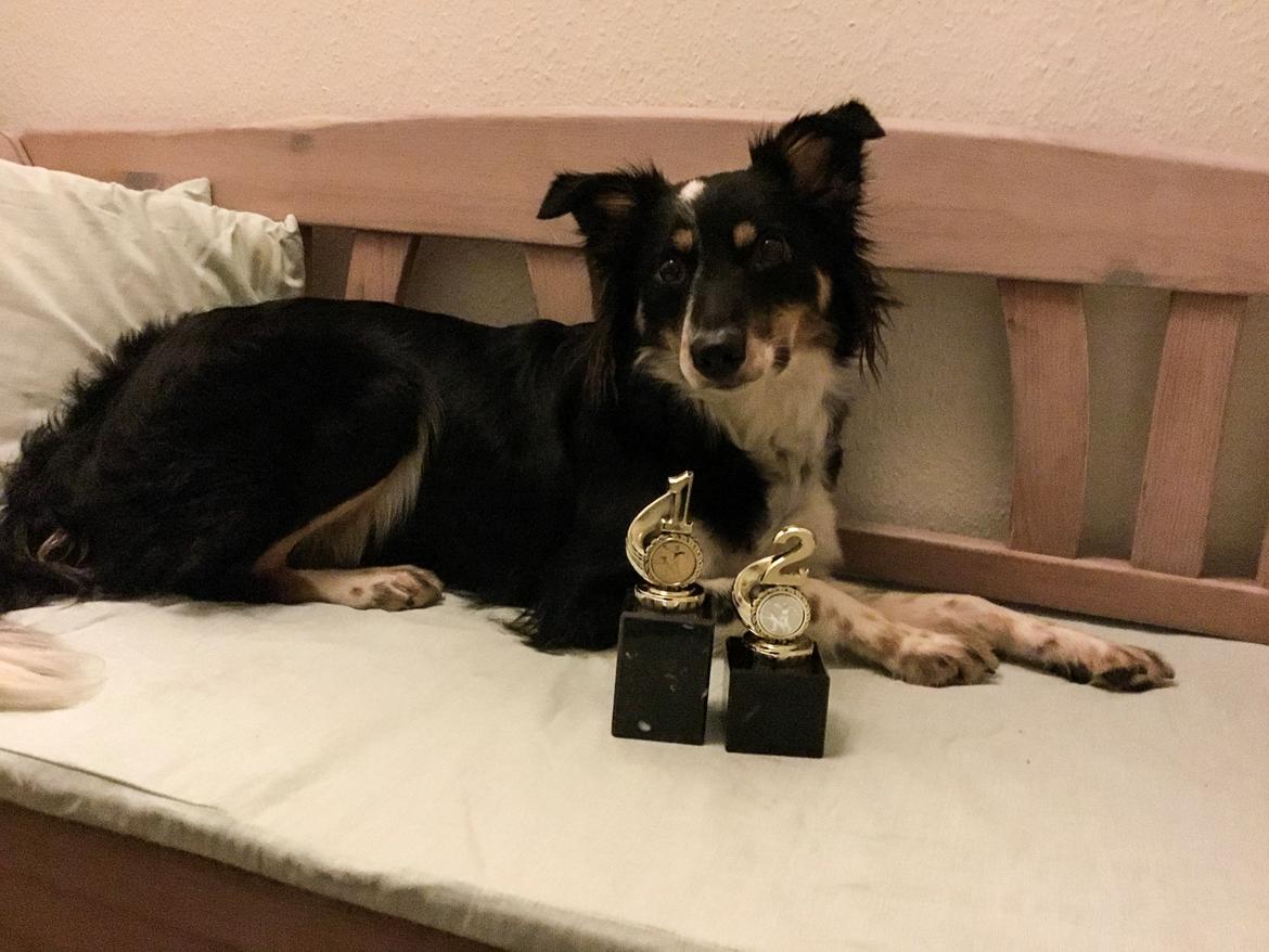 Border collie Peanut billede 12