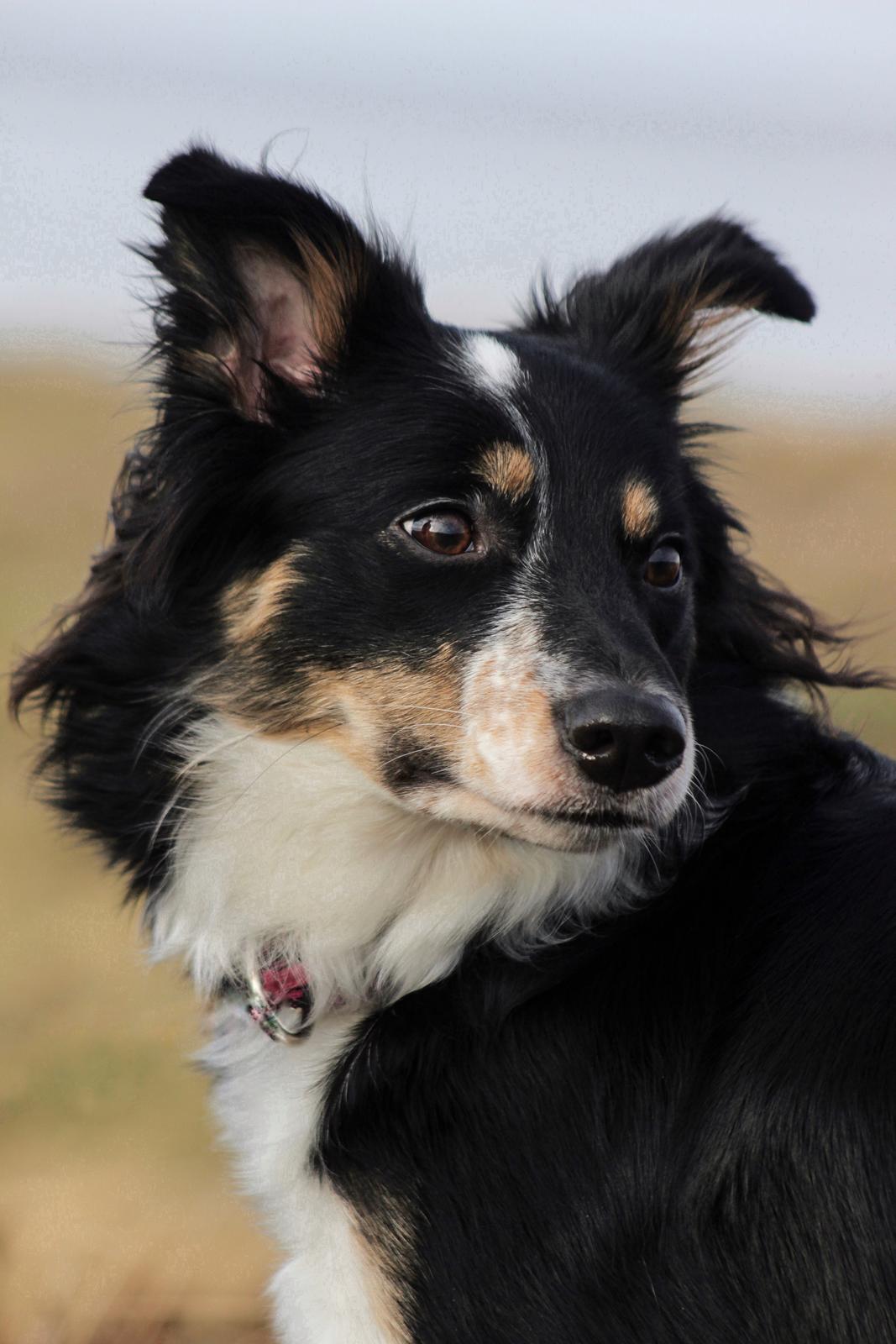 Border collie Peanut billede 24